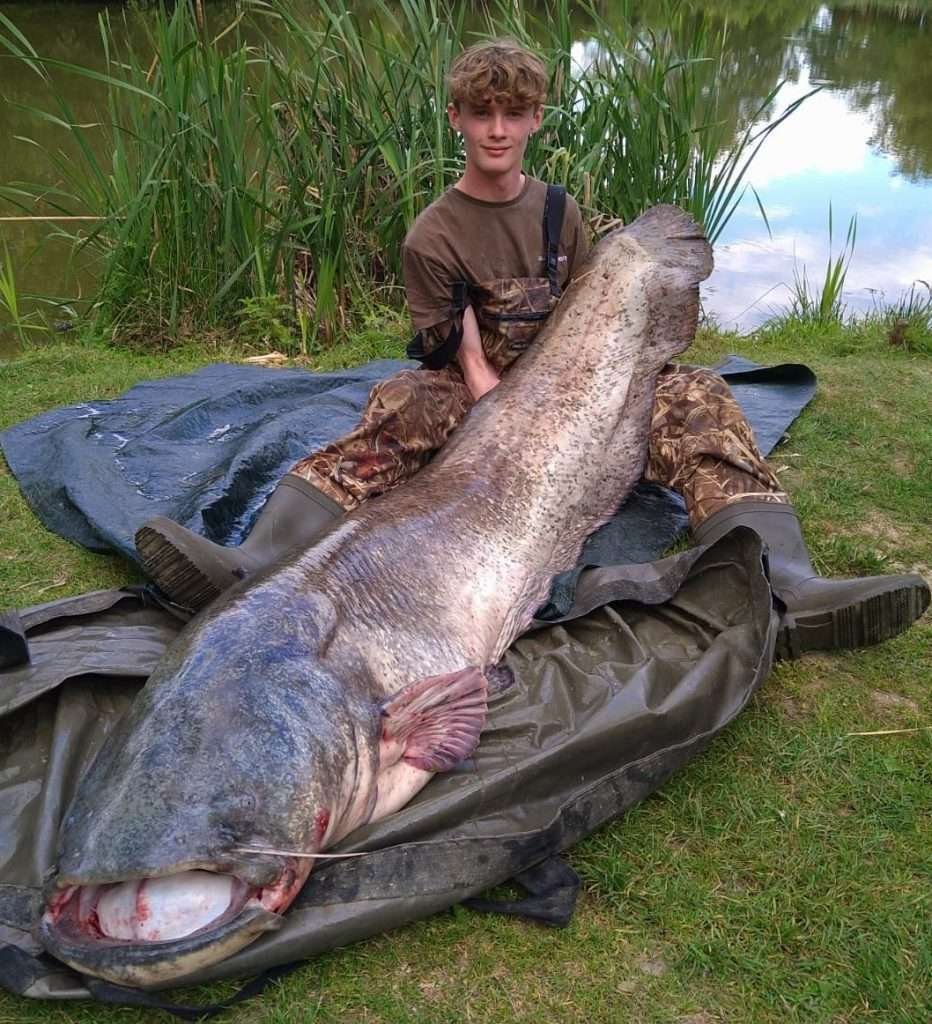french carp and cats